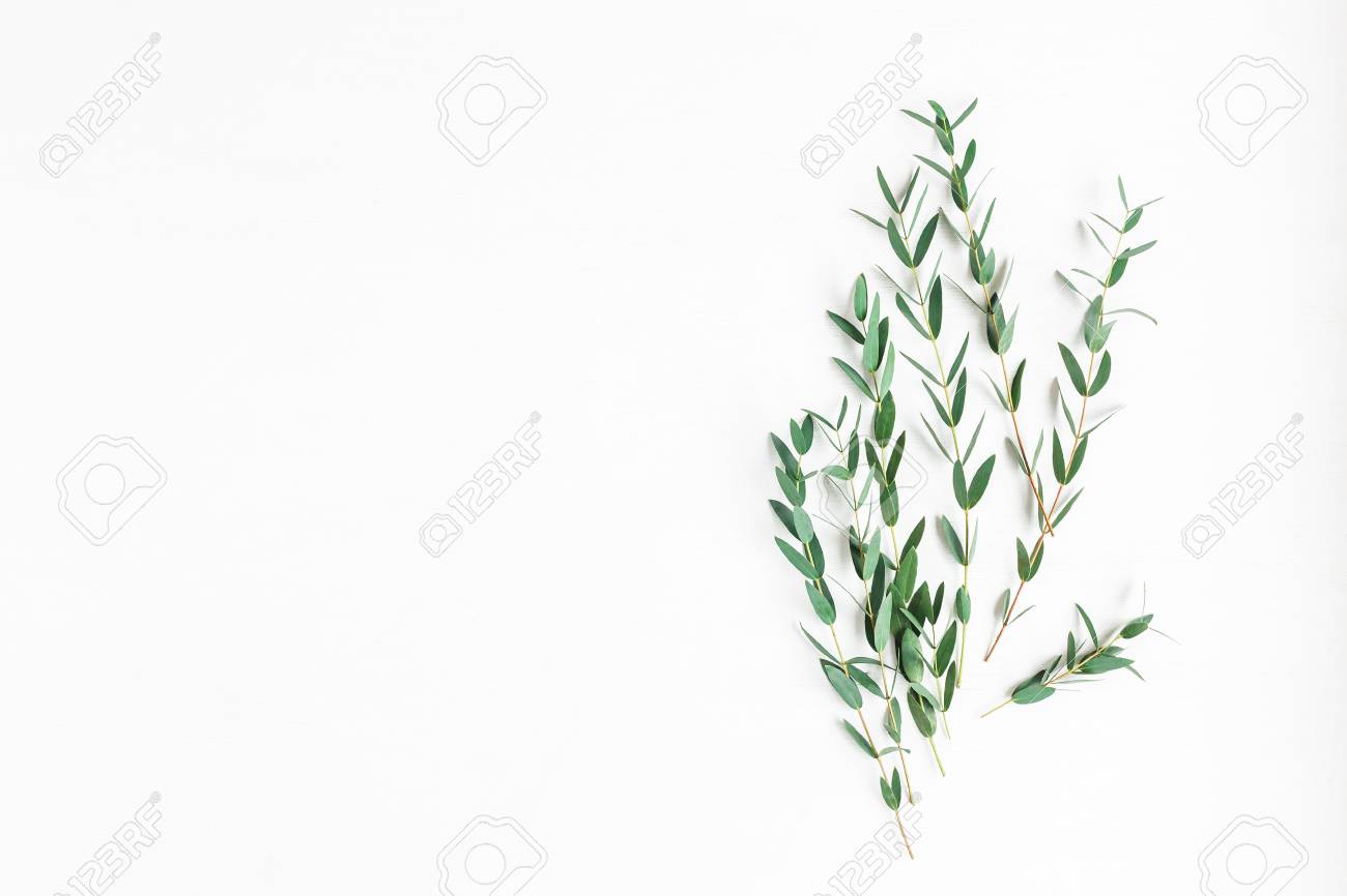 Eucalyptus on white background. Composition made of eucalyptus branches. Flat lay, top view - 79834275 Eucalyptus on white background. Composition made of eucalyptus branches. Flat lay, top view - 79834275