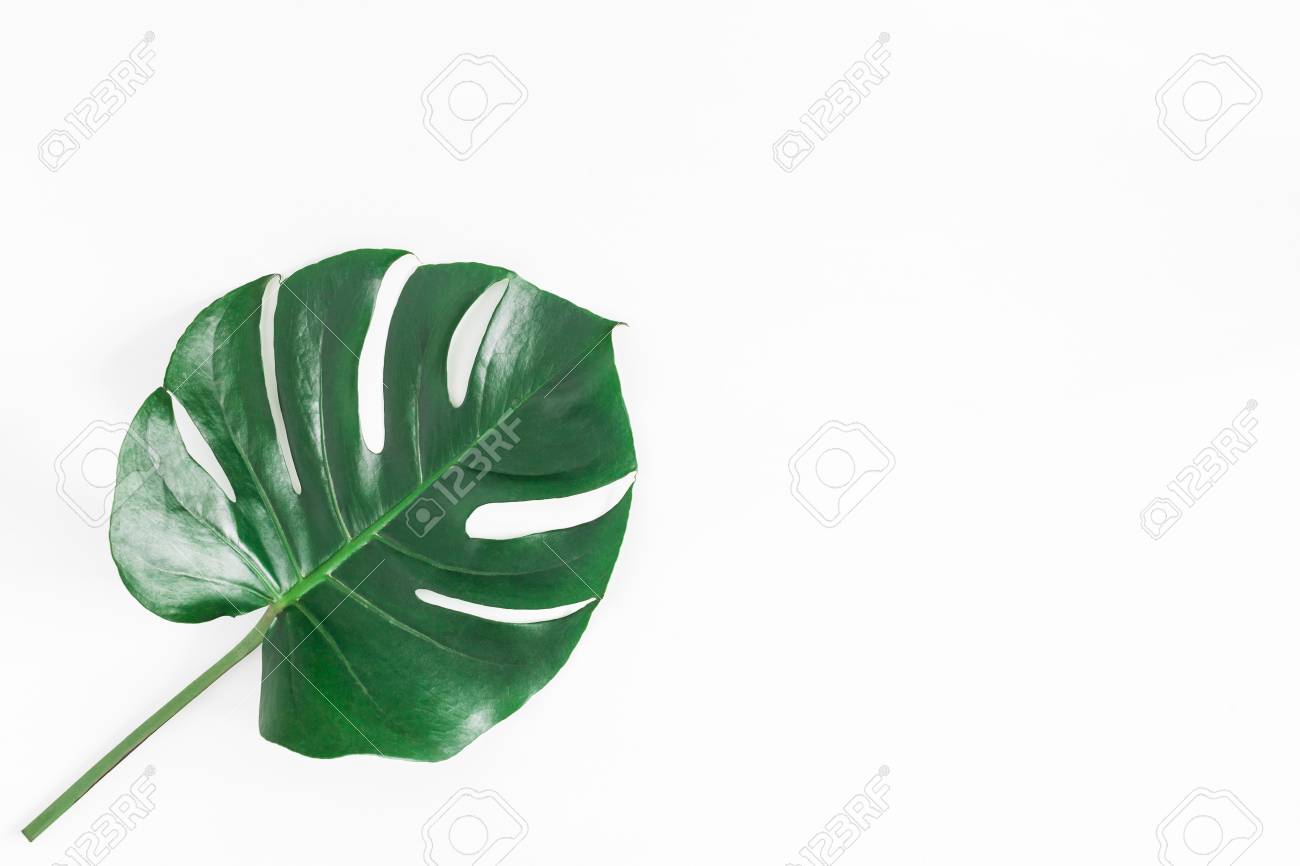 Monstera leaf. Green tropical leaf on white background. Flat lay, top view, copy space - 95436106 Monstera leaf. Green tropical leaf on white background. Flat lay, top view, copy space - 95436106