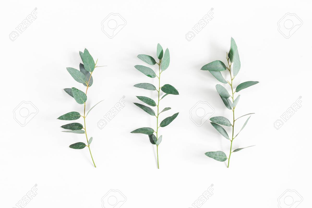 Eucalyptus leaves on white background. Pattern made of eucalyptus branches. Flat lay, top view - 97072826 Eucalyptus leaves on white background. Pattern made of eucalyptus branches. Flat lay, top view - 97072826
