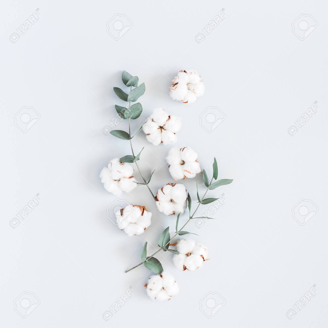 Flowers composition. Pattern made of cotton flowers and eucalyptus branches on pastel blue background. Flat lay, top view, square - 100584530 Flowers composition. Pattern made of cotton flowers and eucalyptus branches on pastel blue background. Flat lay, top view, square - 100584530