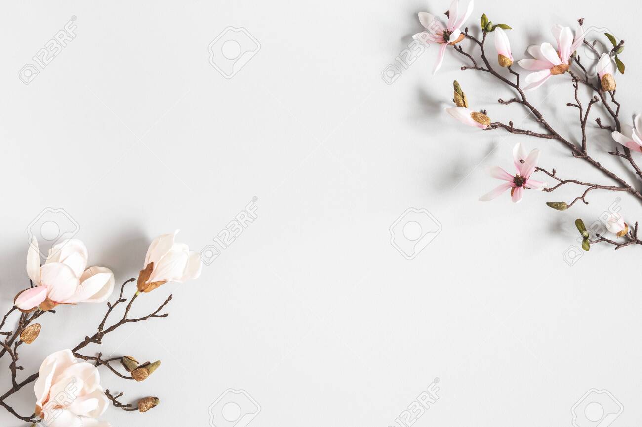 Flowers composition. Magnolia flowers on pastel gray background. Flat lay, top view, copy space - 123629197 Flowers composition. Magnolia flowers on pastel gray background. Flat lay, top view, copy space - 123629197
