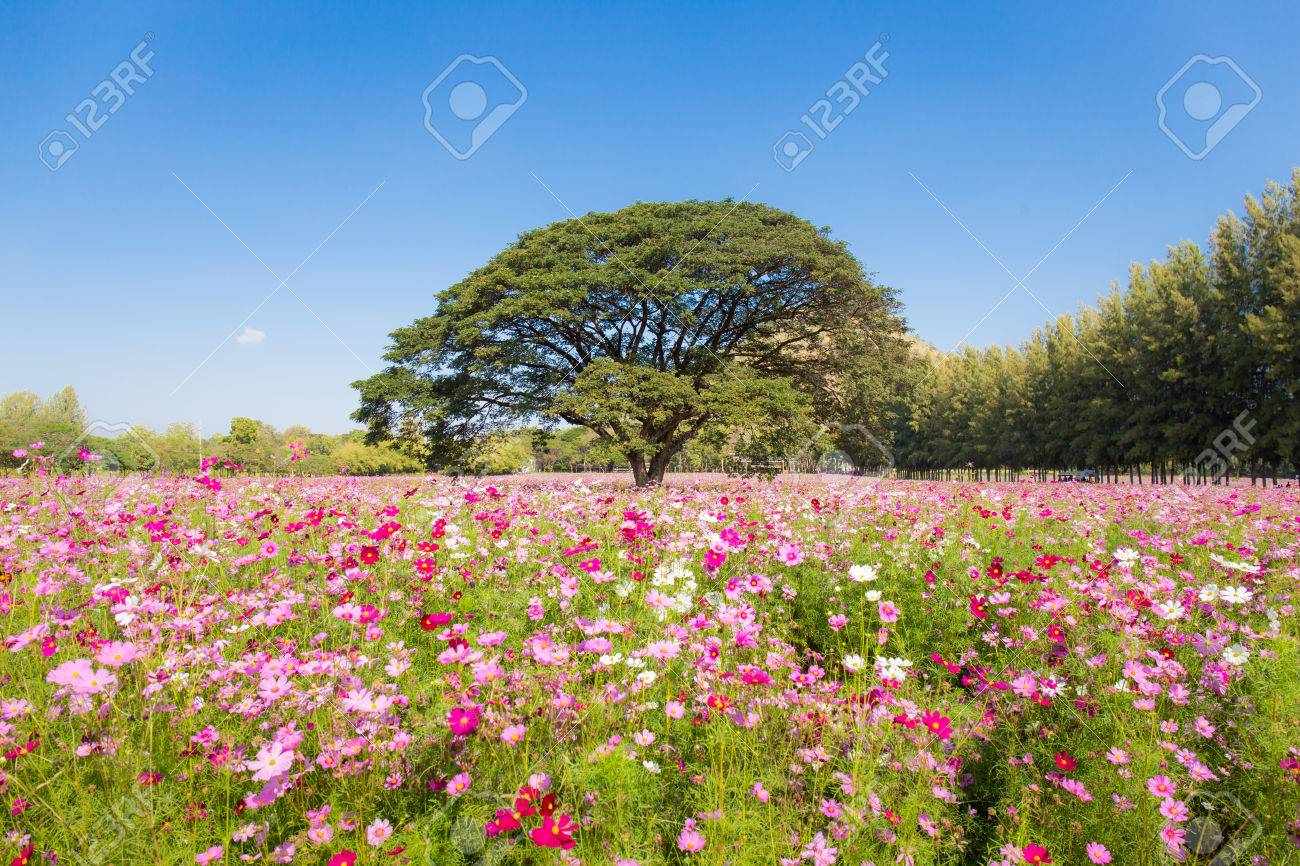 かわいいコスモスの花と空の背景で庭の大きな木 の写真素材 画像素材 Image