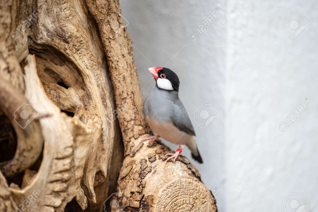 etiam-dictum-ipsum-a-felis