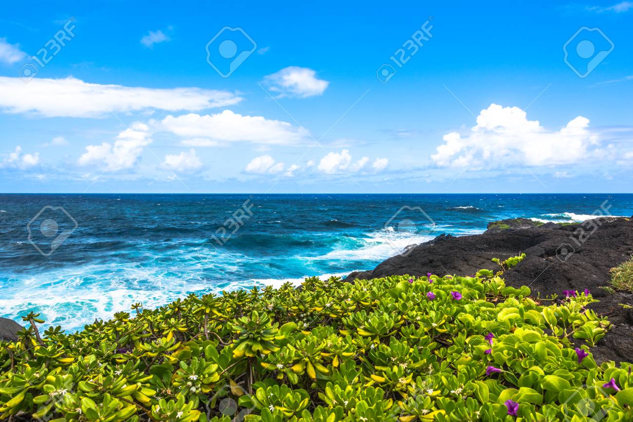 ハワイ マウイ島のハレアカラ海岸沿いの多肉の植物 の写真素材 画像素材 Image