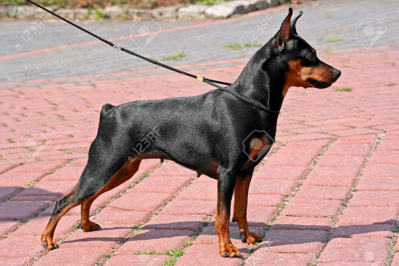 The Miniature Pinscher (Zwergpinscher, Min Pin) is a small breed.. The Miniature Pinscher (Zwergpinscher, Min Pin) is a small breed..