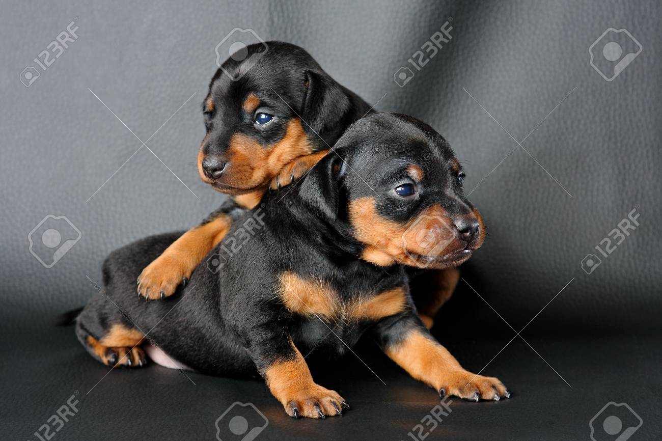 Le Pinscher Nain Chiot 3 Semaines Situee En Face De Fond Noir Banque D Images Et Photos Libres De Droits Image