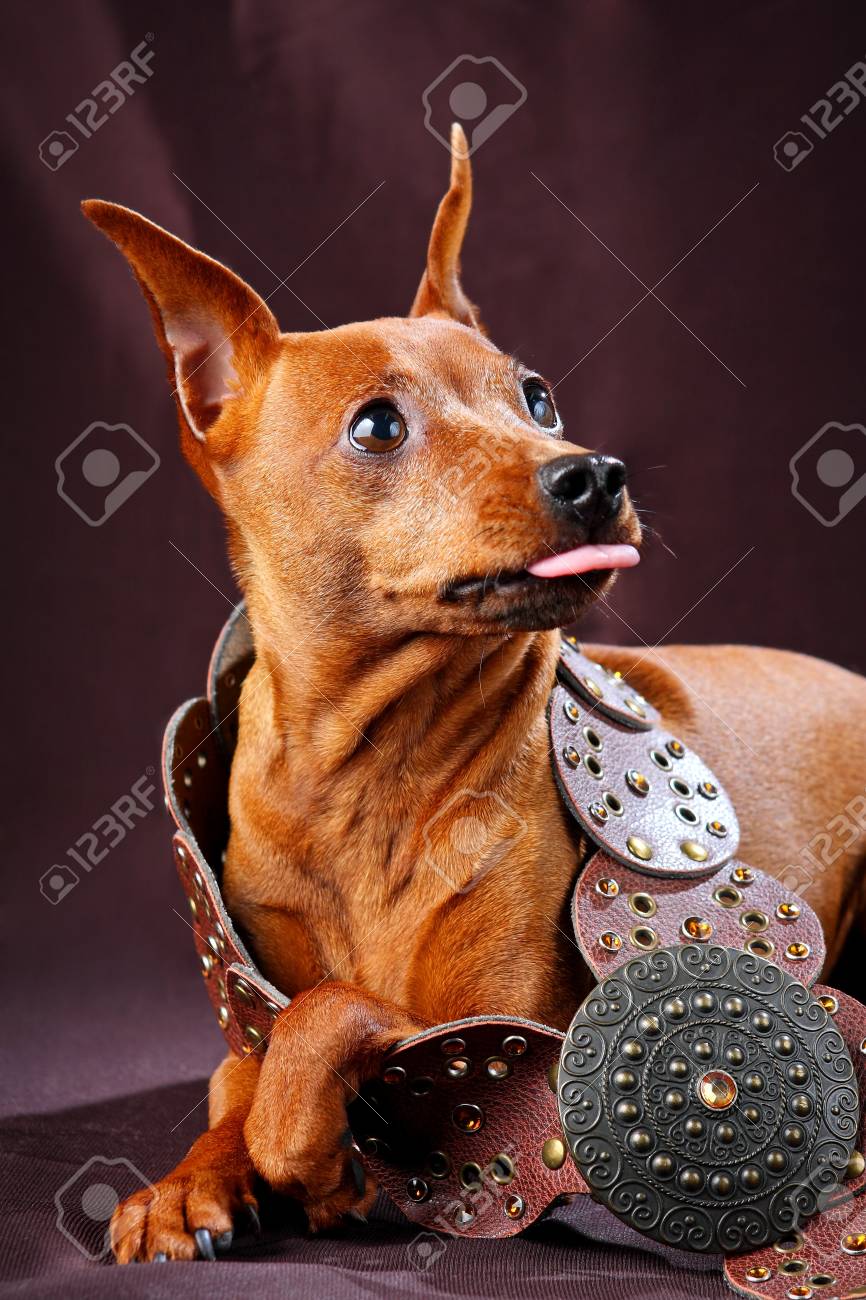 Le Pinscher Nain Zwergpinscher Min Pin Est Une Petite Race De Chien De Type Pinscher Développé En Allemagne Pinschers Miniatures Ont Dabord été