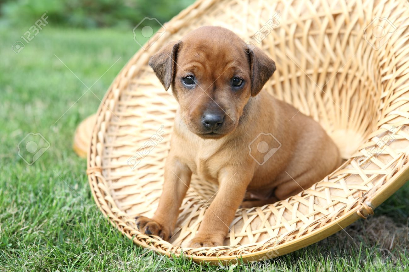 The Miniature Pinscher Puppies 1 Months Old Stock Photo Picture