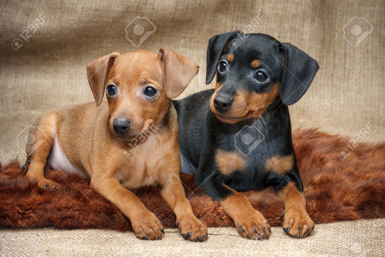 The Miniature Pinscher Puppies 2 Months Old Stock Photo Picture