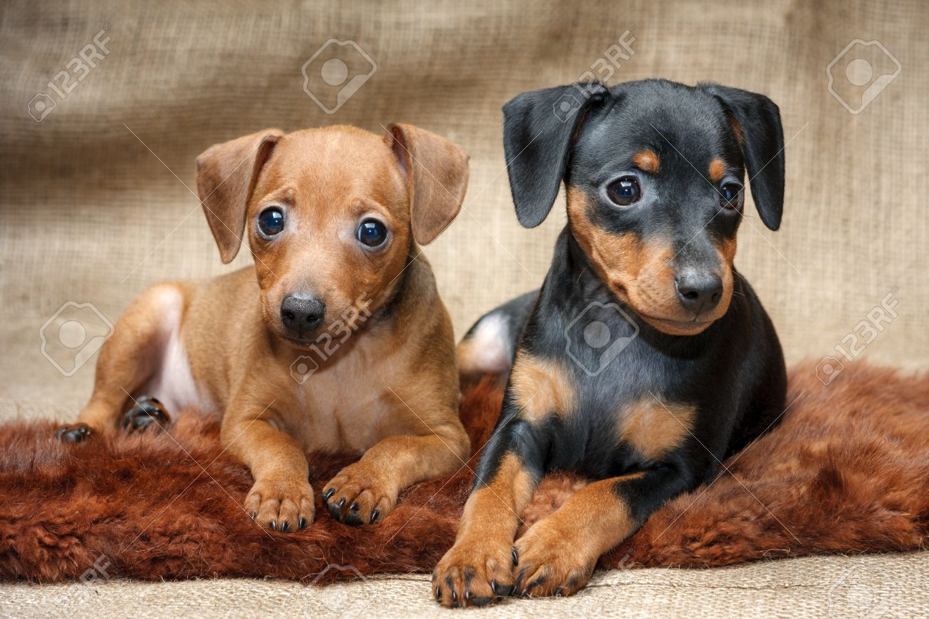 mini doberman puppies