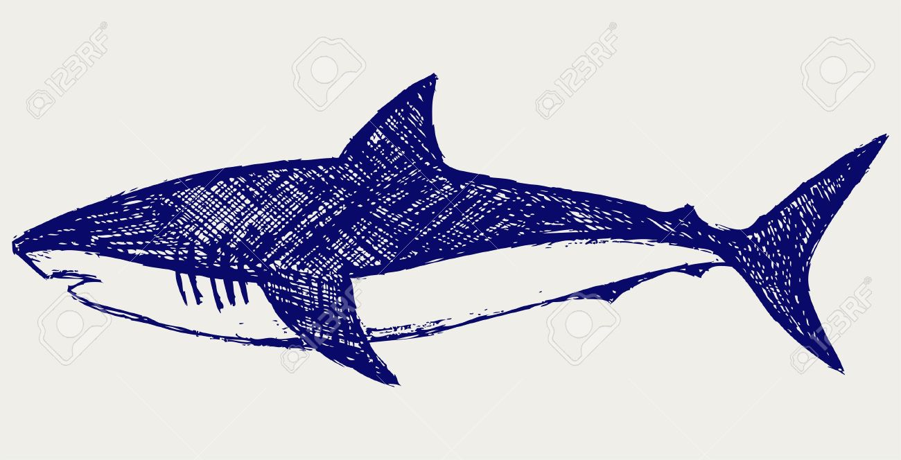 Shark Art Shark Pictures Shark Images
