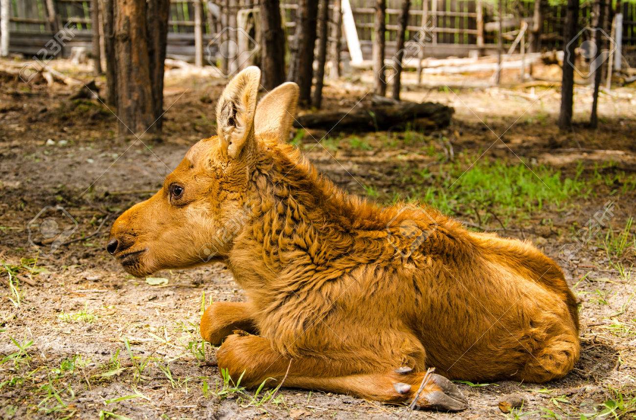 Cute Baby Moose In The Forest Stock Photo Picture And Royalty Free