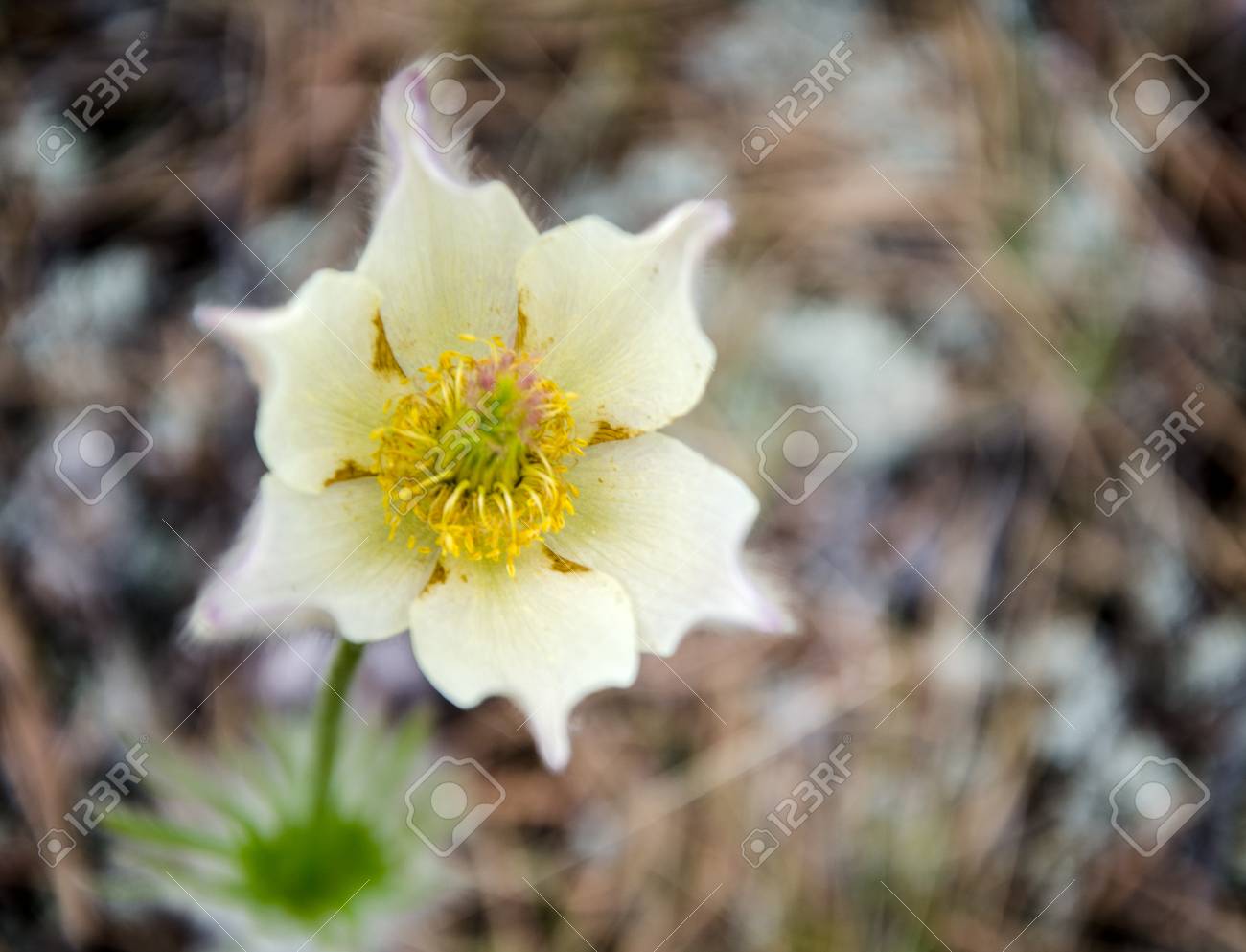 Wild Spring Pasque Flower Ou Pulsatilla Patens Famille Des Renonculacees Banque D Images Et Photos Libres De Droits Image 80082047