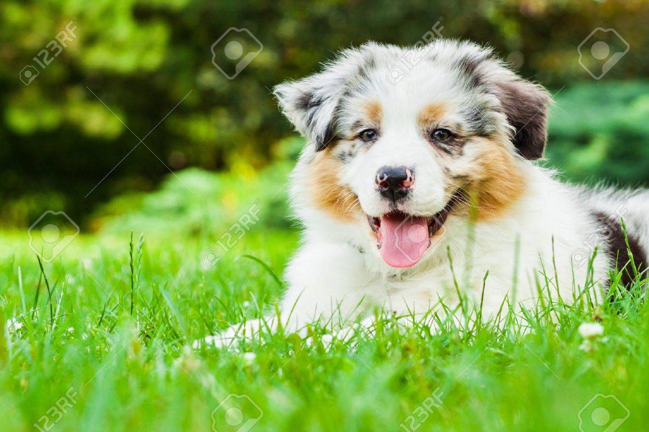 Young puppy lying on fresh green grass in public park - 16939728 Young puppy lying on fresh green grass in public park - 16939728