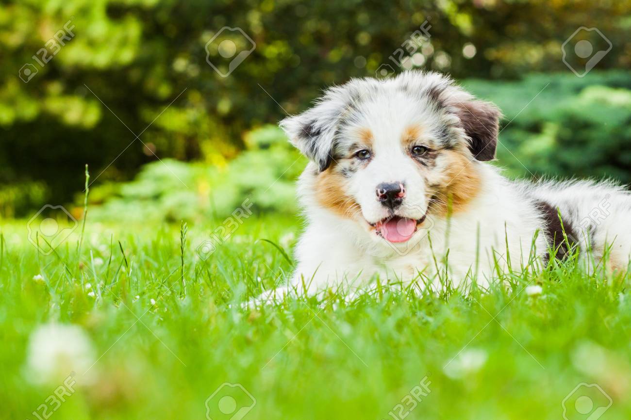 Young puppy lying on fresh green grass in public park - 16939842 Young puppy lying on fresh green grass in public park - 16939842