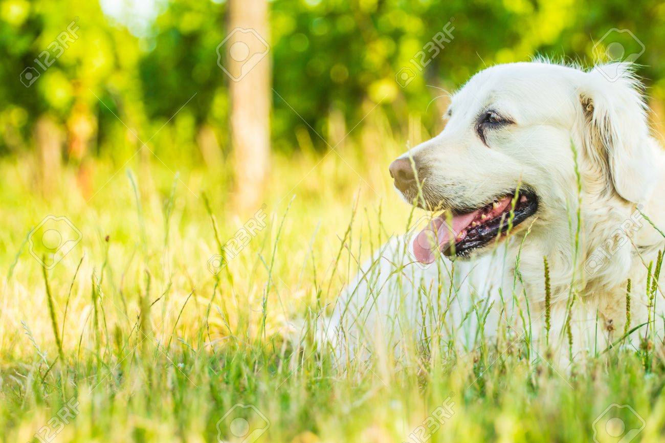 Golden retriever lying down on green grass during hot sunny day - 21071668 Golden retriever lying down on green grass during hot sunny day - 21071668