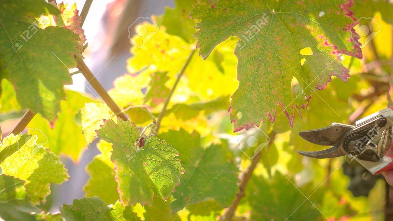 Wine tree leafs after harvesting season, shot during sunset - 56219575 Wine tree leafs after harvesting season, shot during sunset - 56219575
