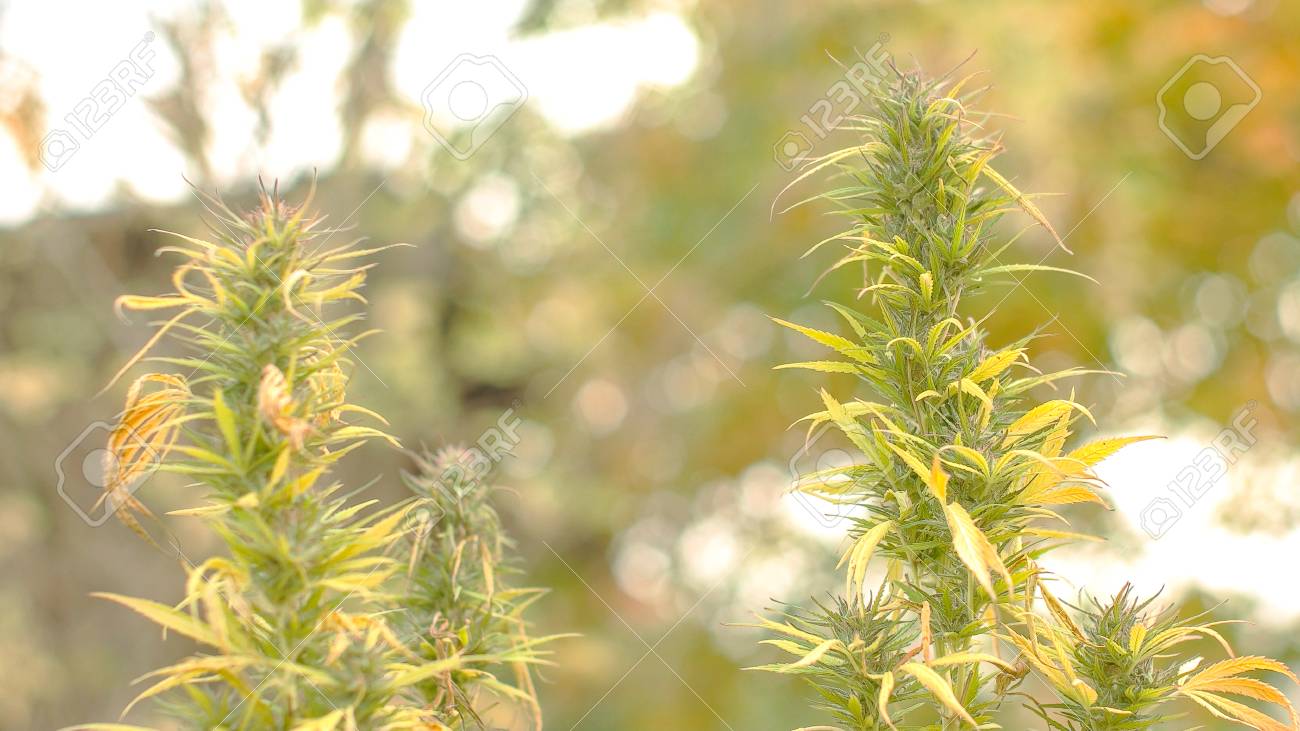 Static shot of Marijuana flower slowly swinging in the wind - 56219588 Static shot of Marijuana flower slowly swinging in the wind - 56219588
