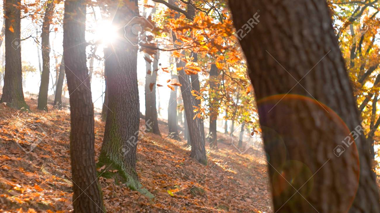 Static look at calm tranquil forest scene, hillside - 56219594 Static look at calm tranquil forest scene, hillside - 56219594