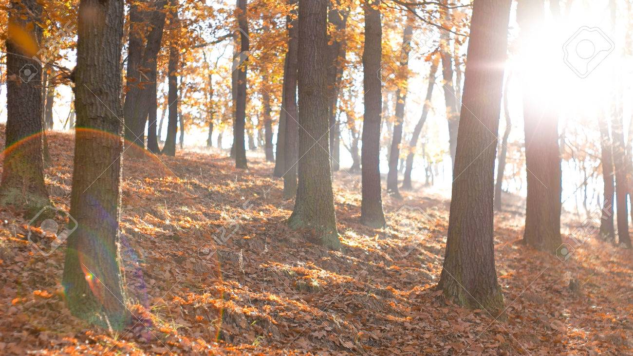 Static look at calm tranquil forest scene with bugs, flies and lens flare - 56219595 Static look at calm tranquil forest scene with bugs, flies and lens flare - 56219595