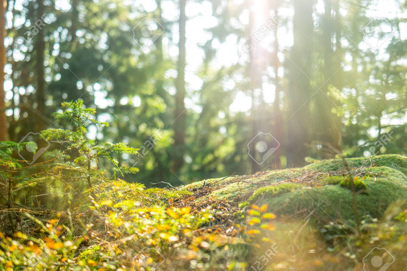 A down-low look at the tranquil forest, leaves and spider webs slowly moving in the wind - 56219610 A down-low look at the tranquil forest, leaves and spider webs slowly moving in the wind - 56219610
