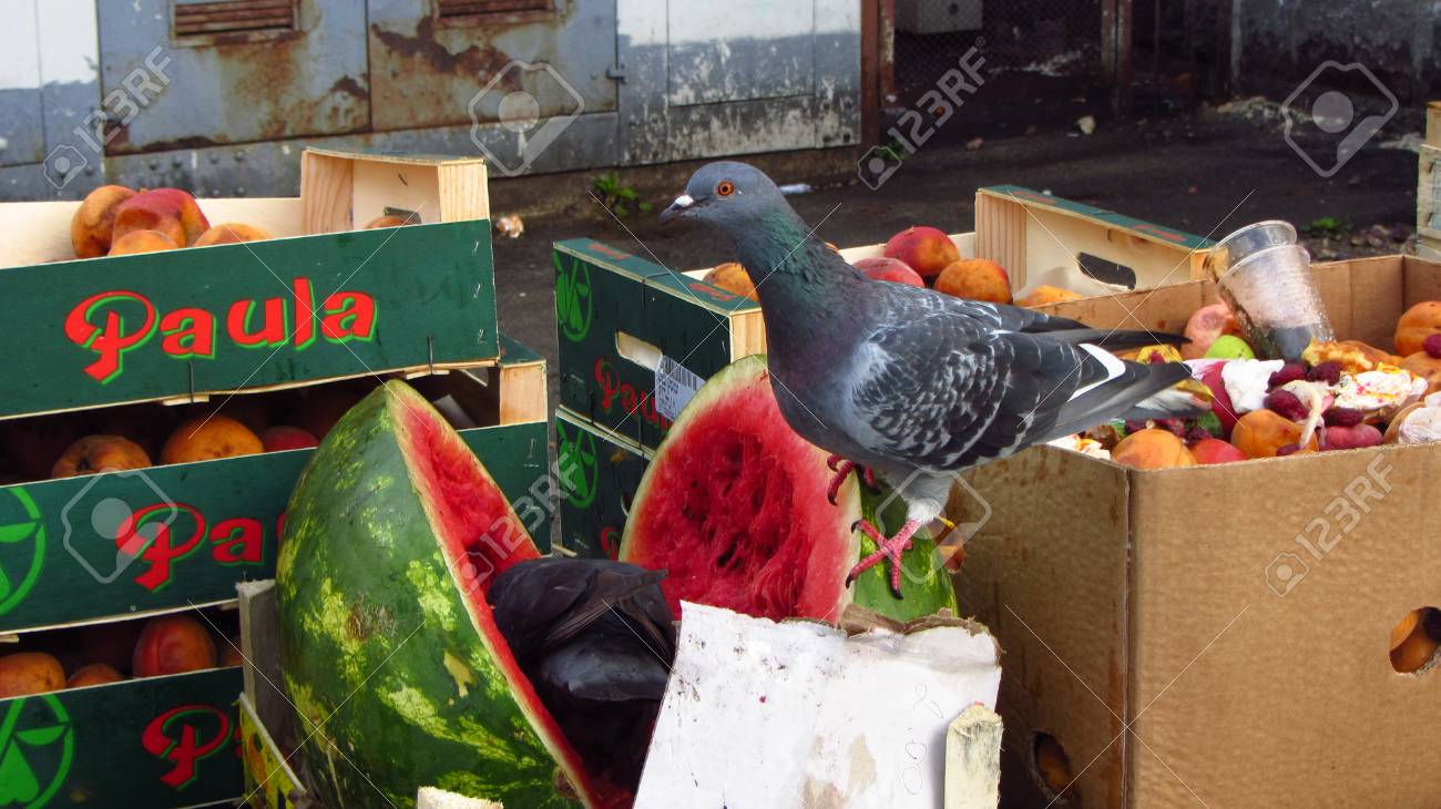 Pigeons Stealing Food From A Market Stock Photo Picture And Royalty Free Image Image 89327780