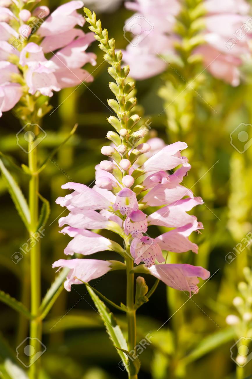 花壇の庭で草花ベロニカ の写真素材 画像素材 Image 花壇の庭で草花ベロニカ の写真素材 画像素材 Image