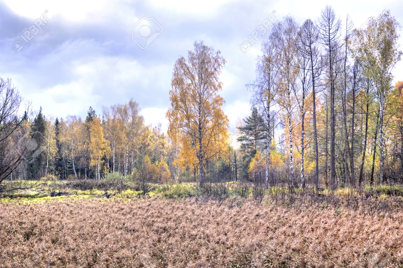沼の端 秋の風景です 枯れた草や木に黄色の葉 の写真素材 画像素材 Image