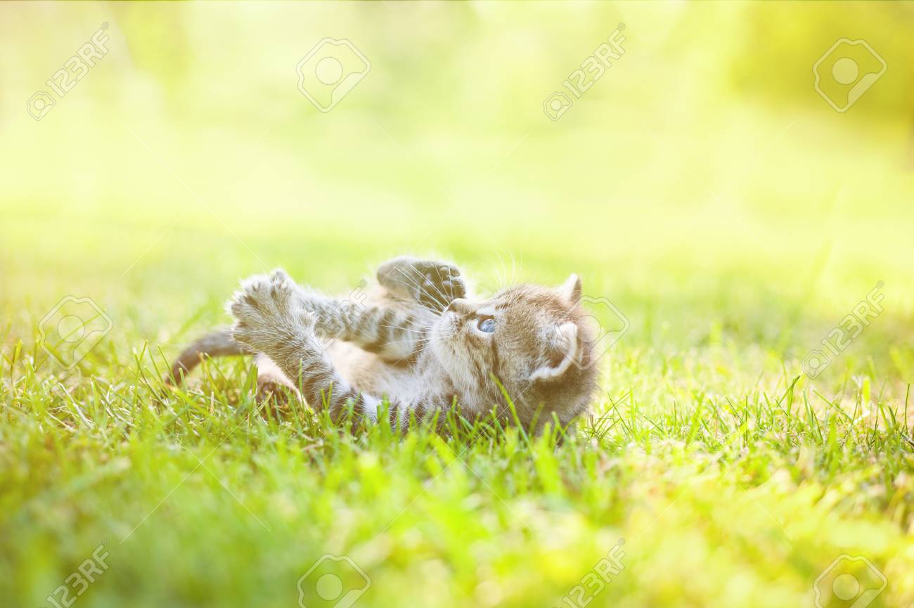 Image result for sunny kitten
