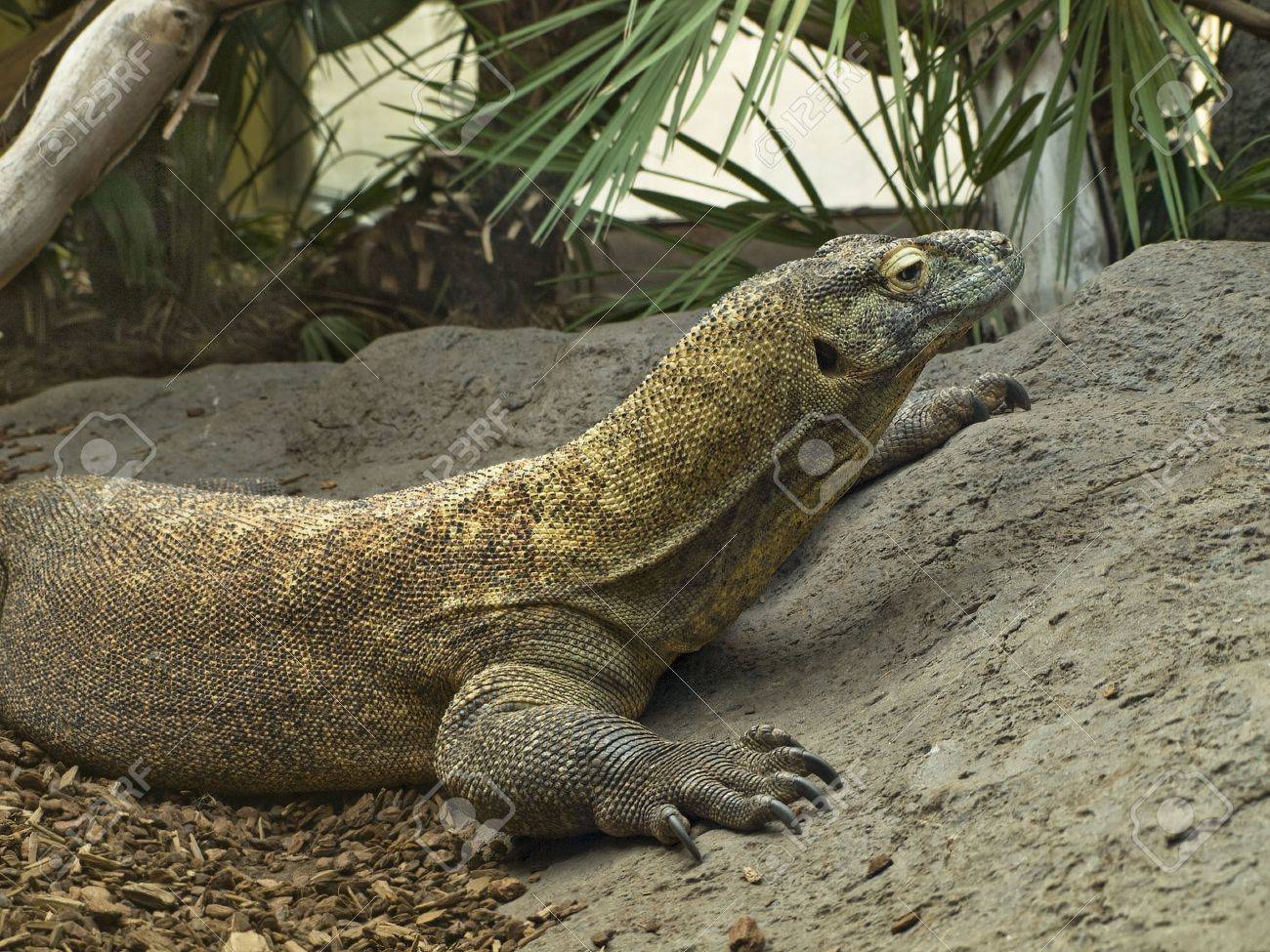 巨大なコモドドラゴン横顔の写真素材・画像素材 Image 2561846