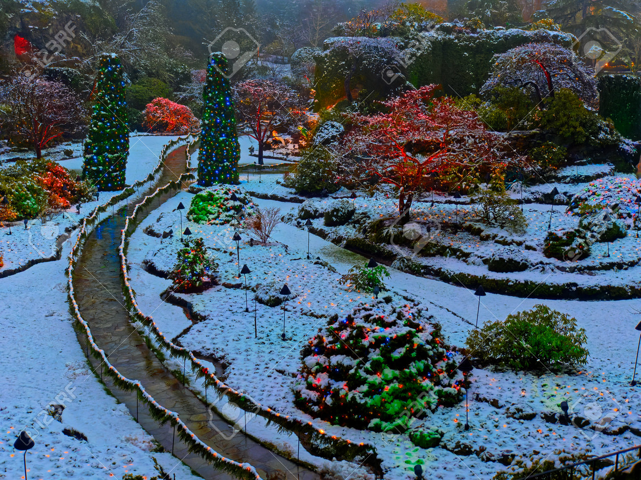 Victoria BC, Canada - December 21 2018. Festive Christmas Illumination In  Snow-covered The Butchart Gardens Stock Photo, Picture and Royalty Free  Image. Image 161006962., image size:1300x975