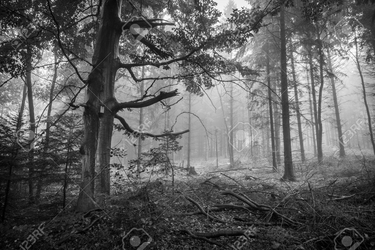 怖い おとぎ話のような秋の森の白黒の水平ショットが霧で覆われています の写真素材 画像素材 Image
