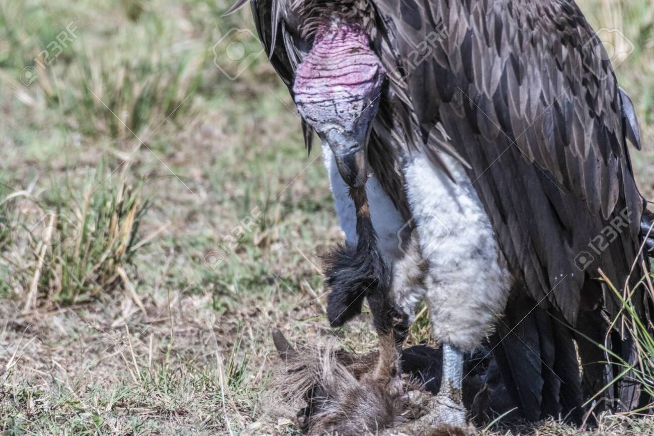 Close Up Face Of Big White Lappet Faced Vulture Feeding On Dead Animal Skin, Maasai Mara Stock Photo, Picture And Royalty Free Image. Image 121083098. Close Up Face Of Big White Lappet Faced Vulture Feeding On Dead Animal Skin, Maasai Mara Stock Photo, Picture And Royalty Free Image. Image 121083098.