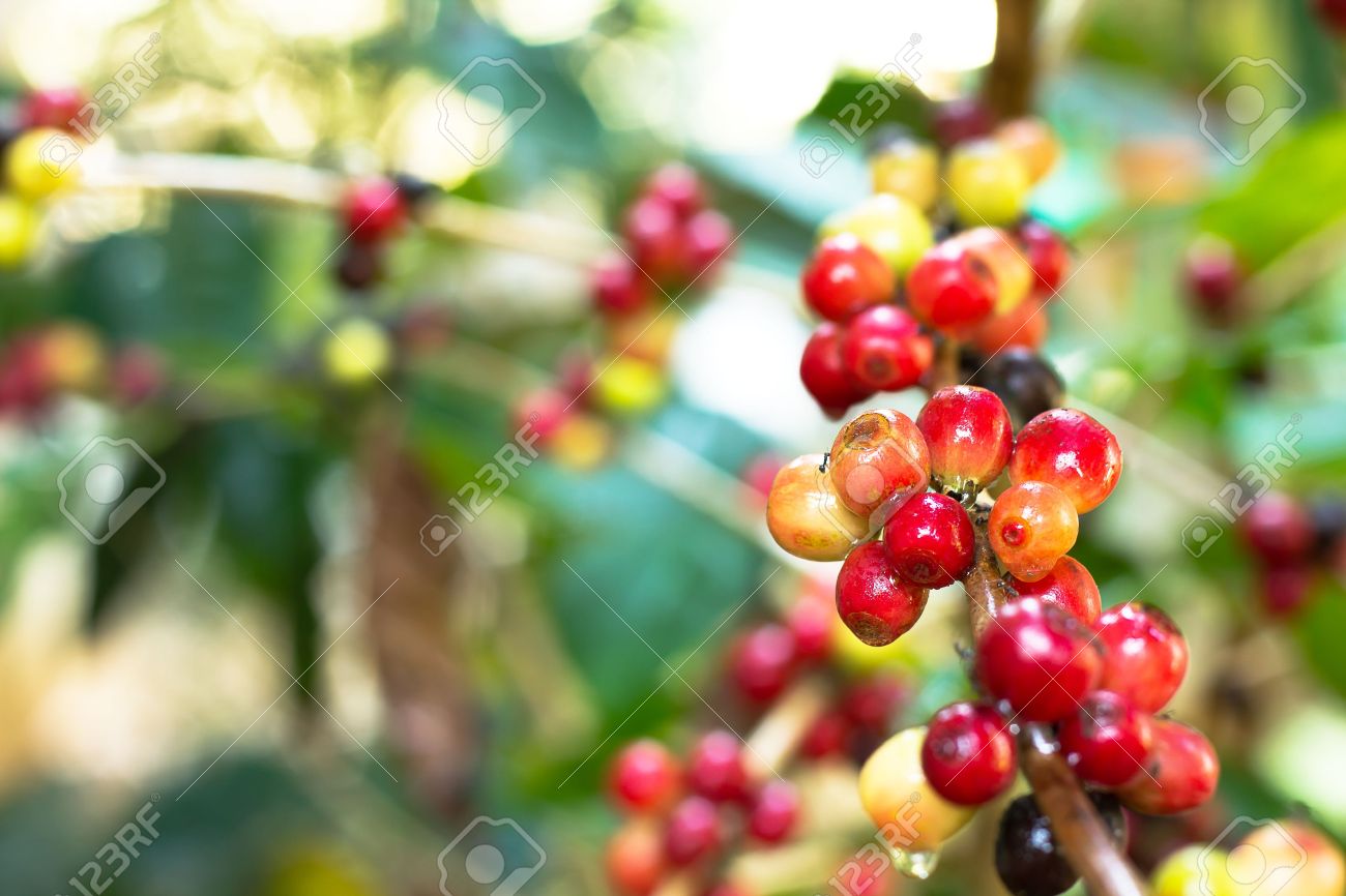 Coffee Tree Coffee Tree