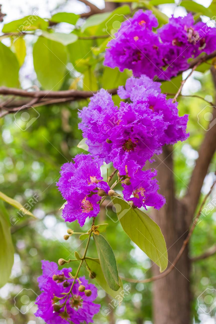 beautiful purple flower of lagerstroemia speciosa flower backgrounds purple flower backgrounds