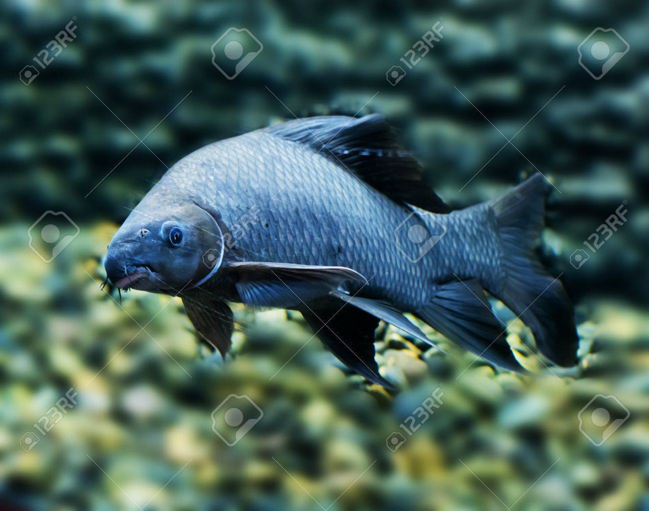 black shark freshwater fish