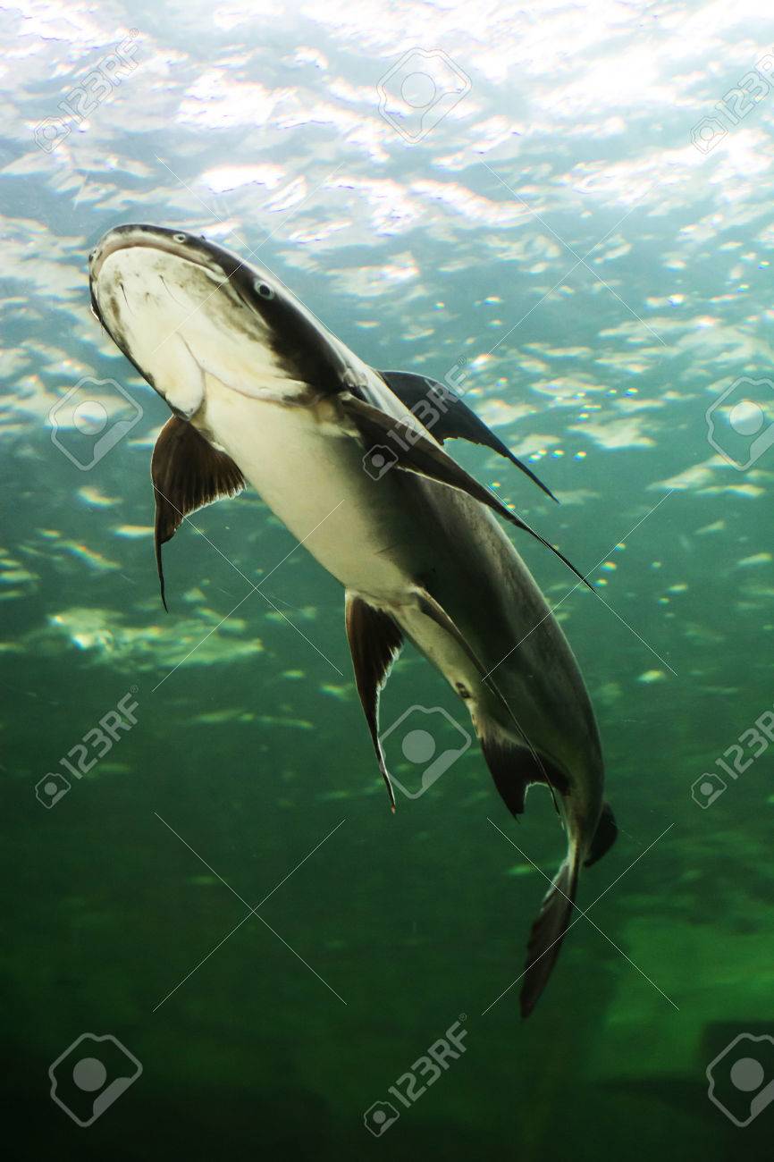 メコンの巨大ナマズ の写真素材 画像素材 Image