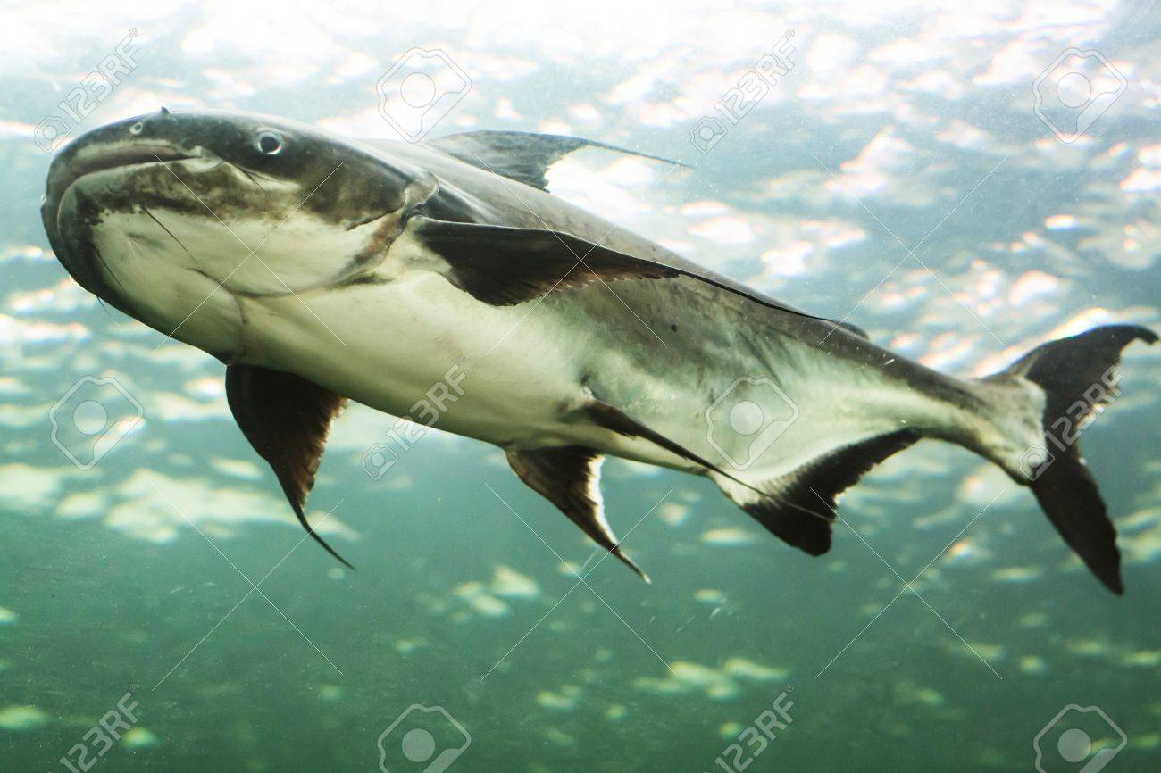 Poisson Chat Géant Du Mékong