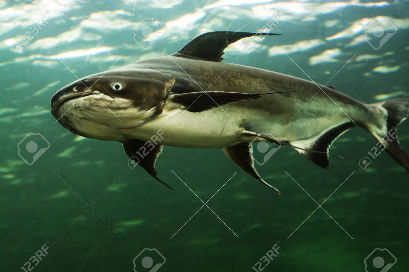 メコンの巨大ナマズ の写真素材 画像素材 Image