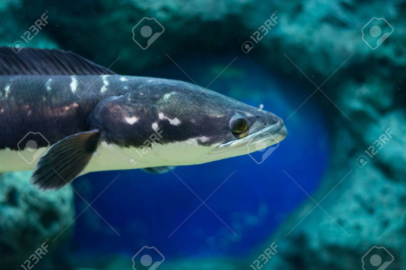 魚の偉大なスネーク ヘッドです の写真素材 画像素材 Image