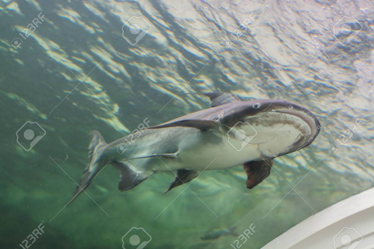 メコンの巨大ナマズ の写真素材 画像素材 Image