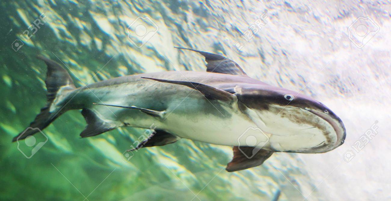 メコンの巨大ナマズ の写真素材 画像素材 Image