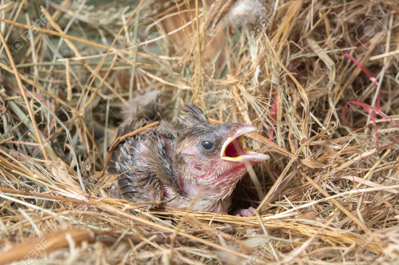 Bébé Oiseau Faim Dans Le Nid Doiseau