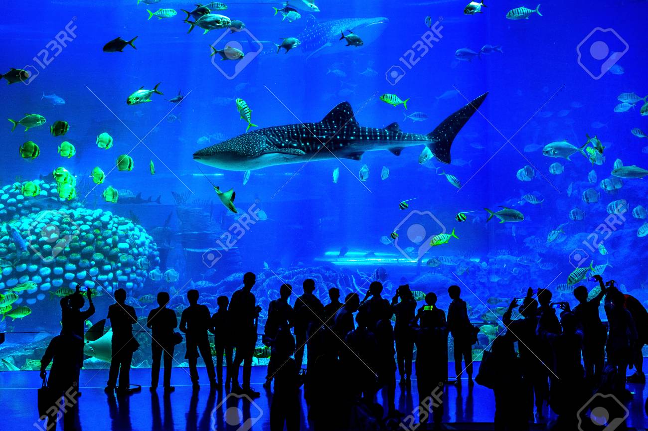 australian shepherd working cattle