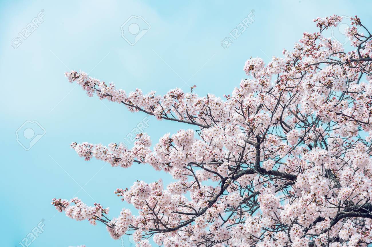 春の桜 春の季節の背景 韓国の桜の季節 ソフトフォーカス の写真素材 画像素材 Image