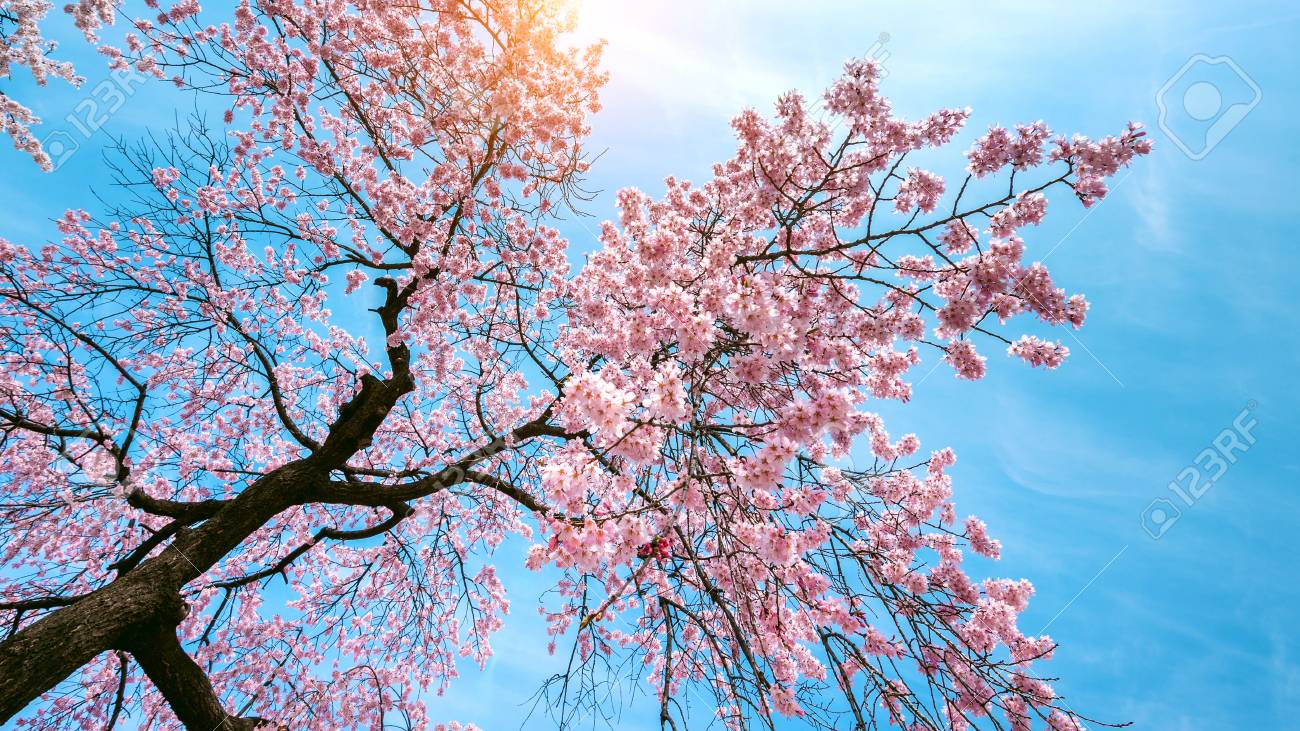 ソフトフォーカスの桜 春のさくら季節 の写真素材 画像素材 Image