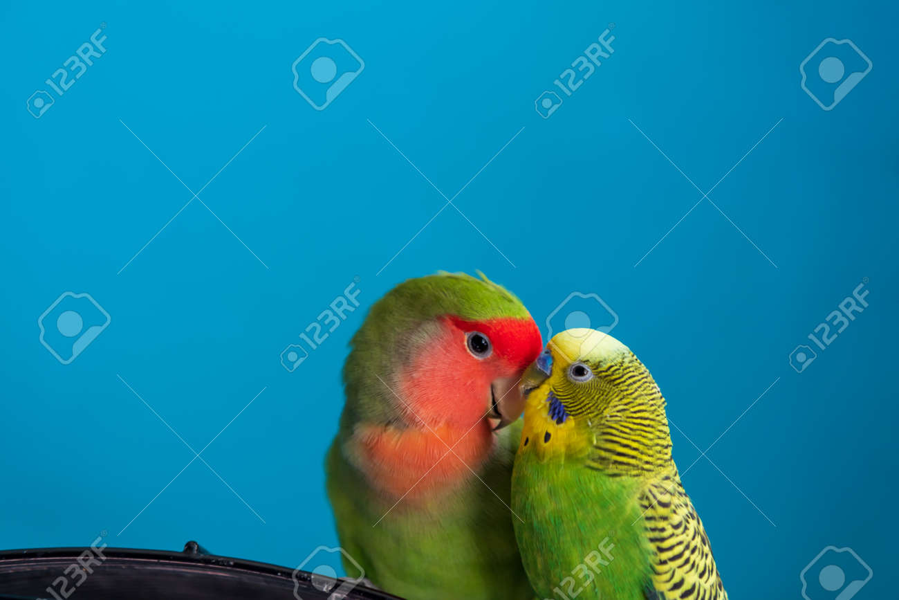 kosumosu様❤オカメインコ セキセイインコ ストラップ♡