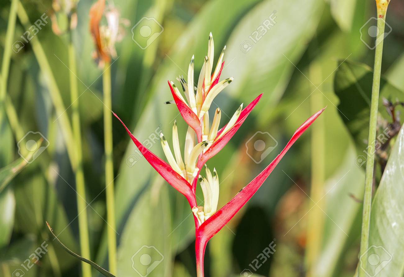 Oiseau De Paradis Belle Fleur Rouge Strelitzia Reginae Fleur île De Madère Flou Fond Flou