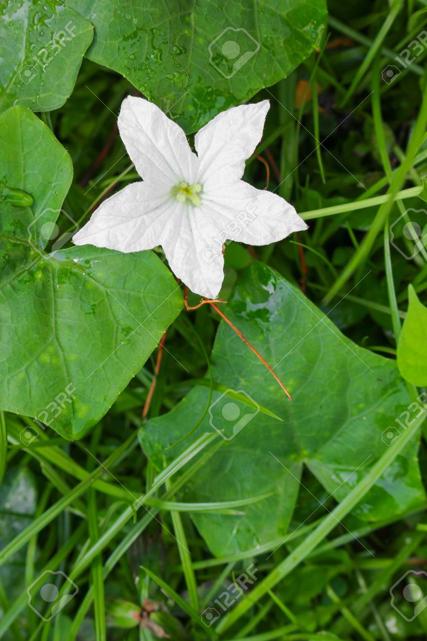 自然白いアイビーひょうたんの花と緑の葉と水は葉にドロップします フィールドの浅い深さで焦点フロント花アイビーひょうたんを選択します の写真素材 画像素材 Image 7746