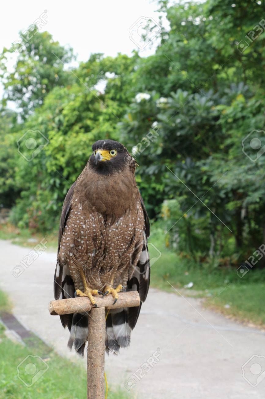 Falcon Peregrine Or Golden Eagle Beautiful Select Focus Shallow